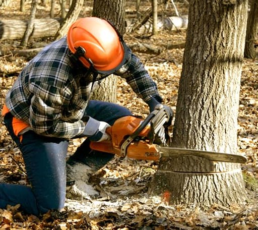Tree Removal in Lyme, NH